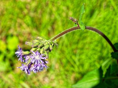Erste Wanderung zwischen Modrava und dem Wehr