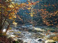 Herbstzeit an der Vydra