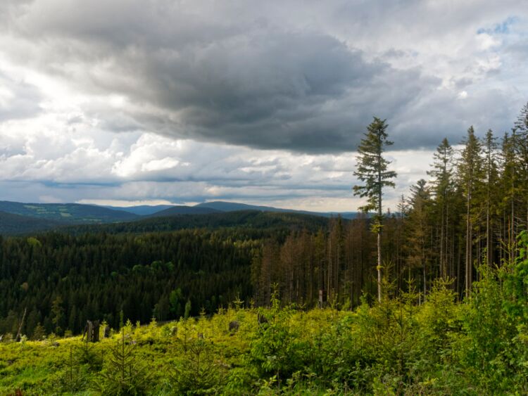 Blick über das Vydratal